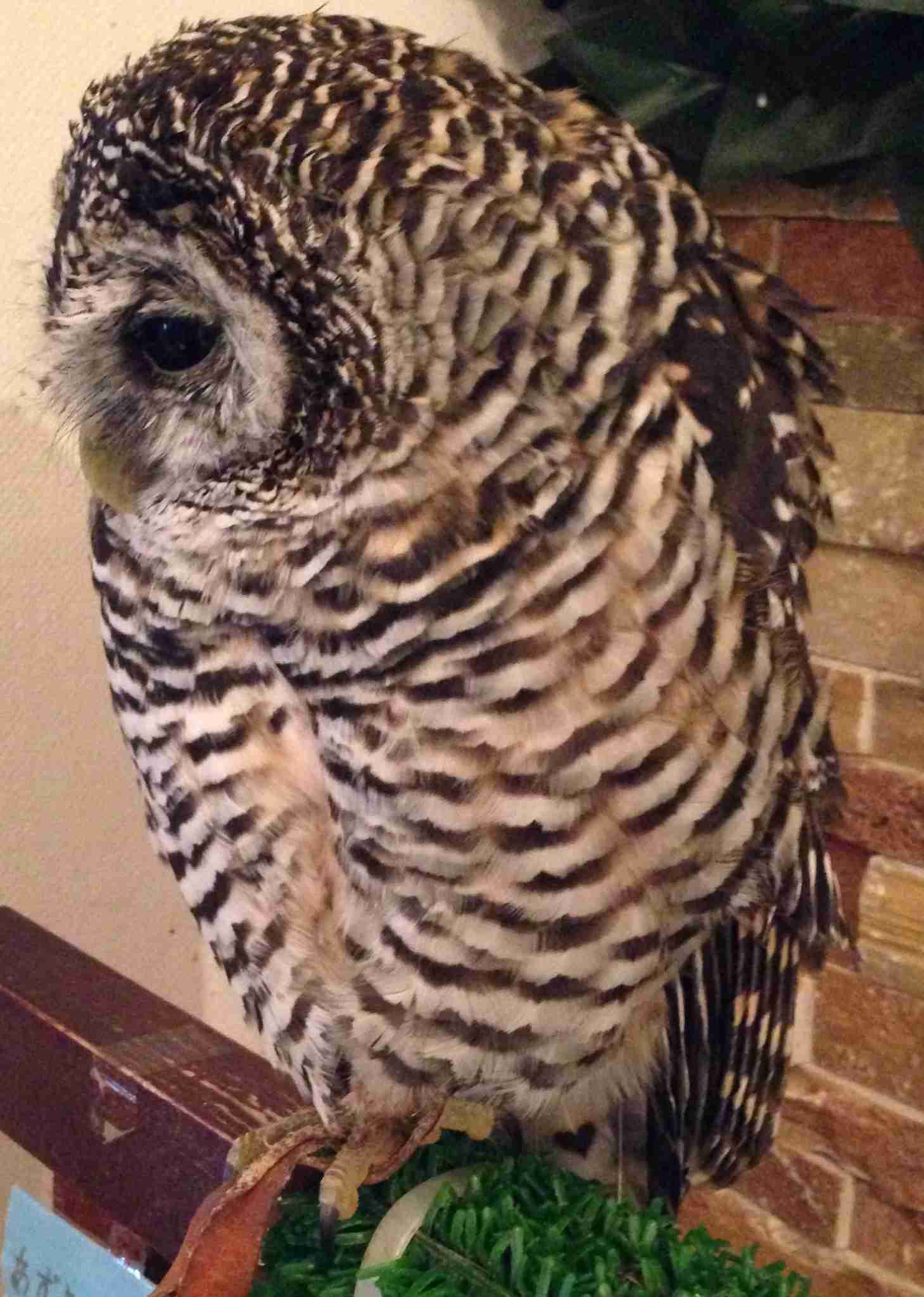 初出店！！フクロウカフェ  がるチャン店