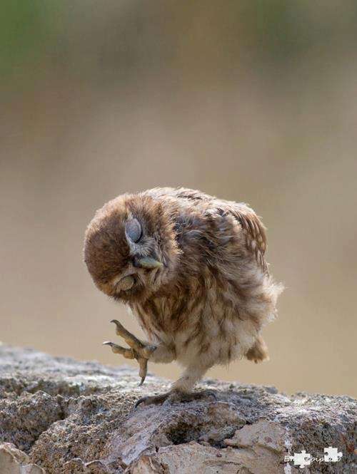 初出店！！フクロウカフェ  がるチャン店