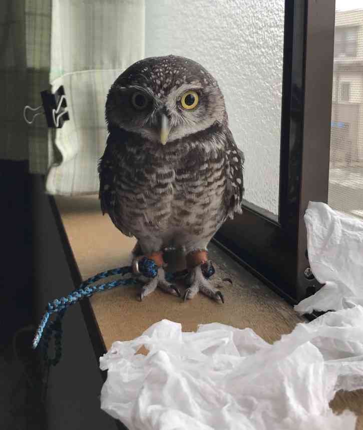 初出店！！フクロウカフェ  がるチャン店