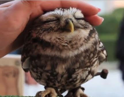 初出店！！フクロウカフェ  がるチャン店