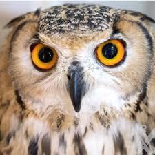 初出店！！フクロウカフェ  がるチャン店