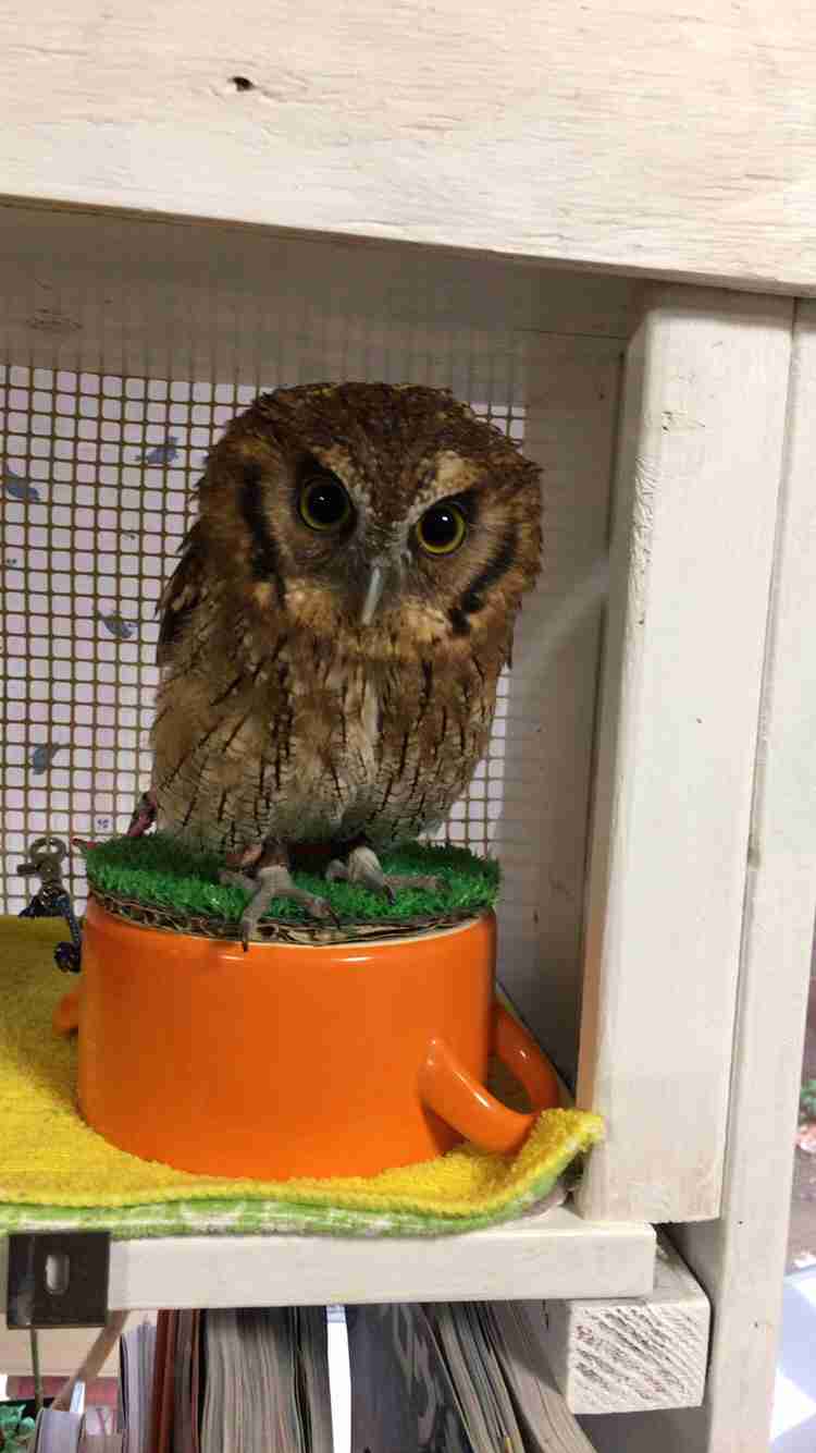 初出店！！フクロウカフェ  がるチャン店