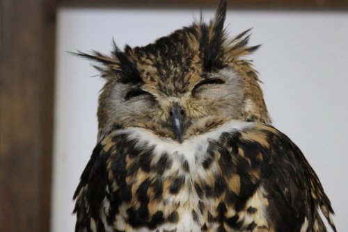 初出店！！フクロウカフェ  がるチャン店