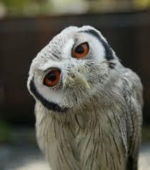 初出店！！フクロウカフェ  がるチャン店