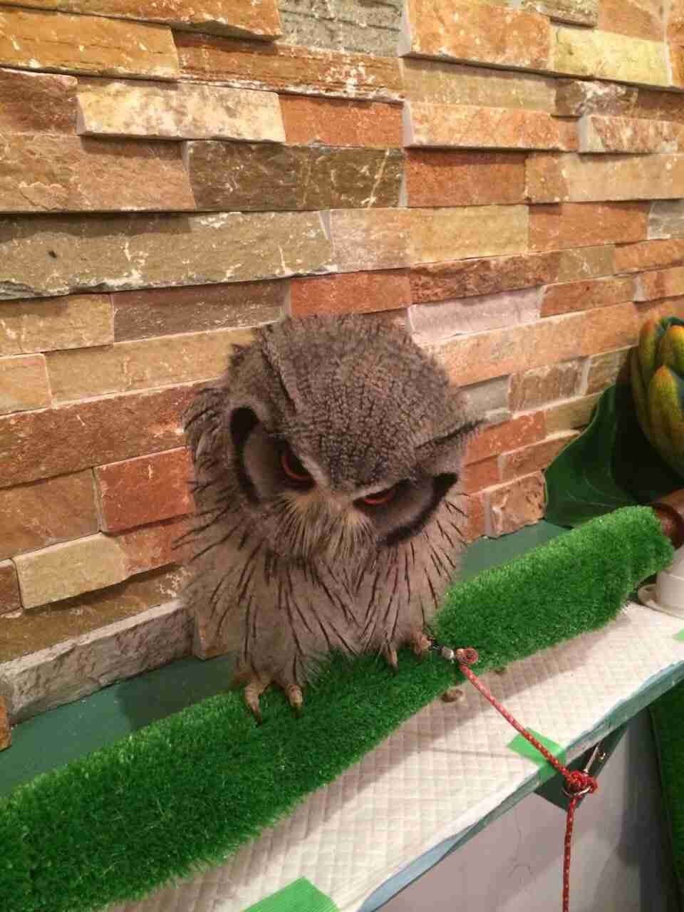 初出店！！フクロウカフェ  がるチャン店