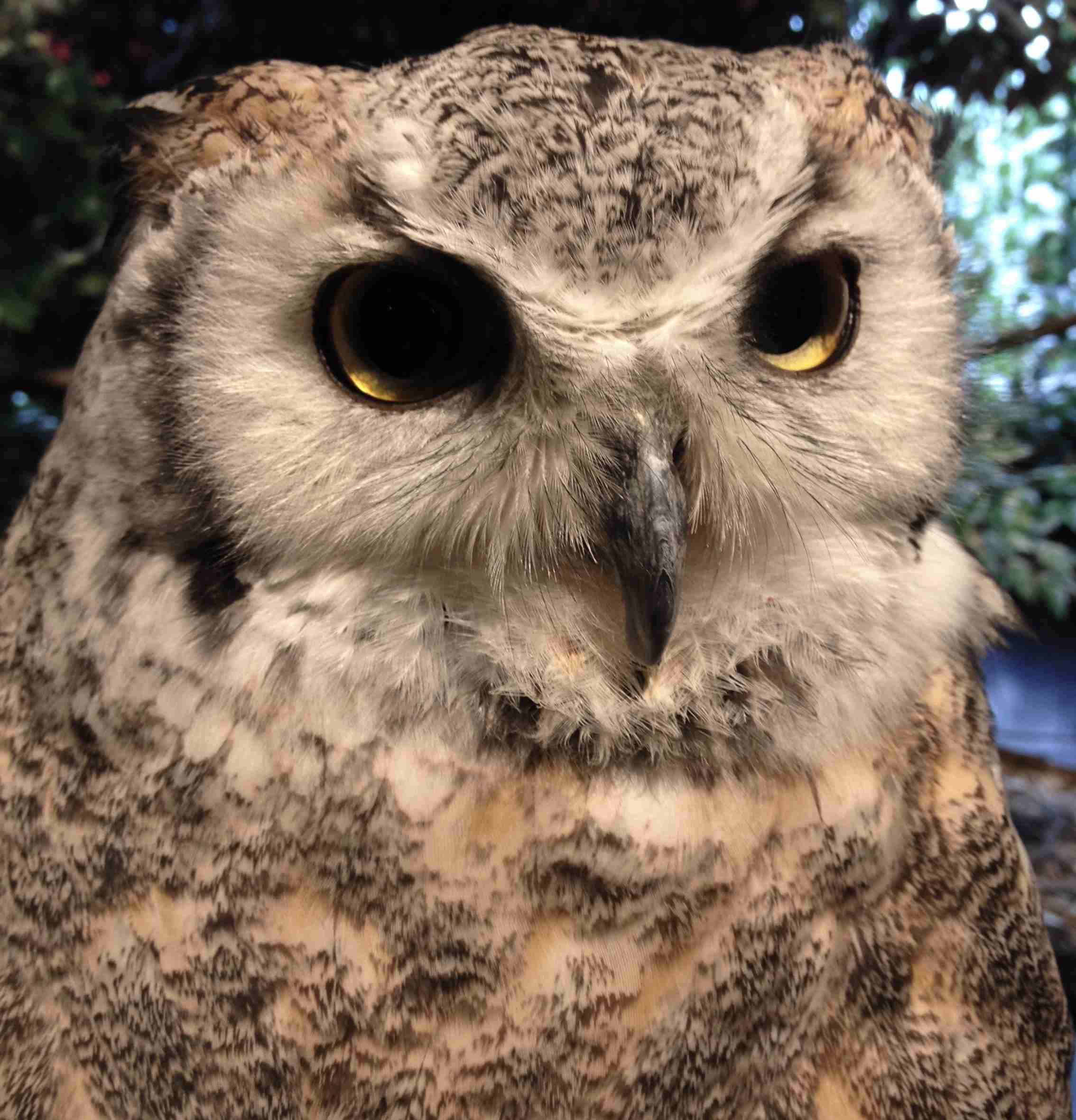 初出店！！フクロウカフェ  がるチャン店