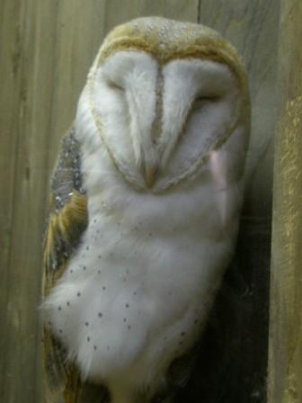 初出店！！フクロウカフェ  がるチャン店