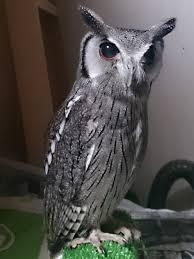 初出店！！フクロウカフェ  がるチャン店