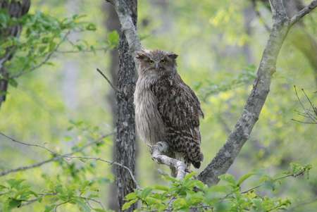 初出店！！フクロウカフェ  がるチャン店