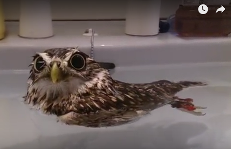 初出店！！フクロウカフェ  がるチャン店