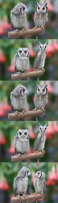 初出店！！フクロウカフェ  がるチャン店