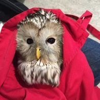 初出店！！フクロウカフェ  がるチャン店