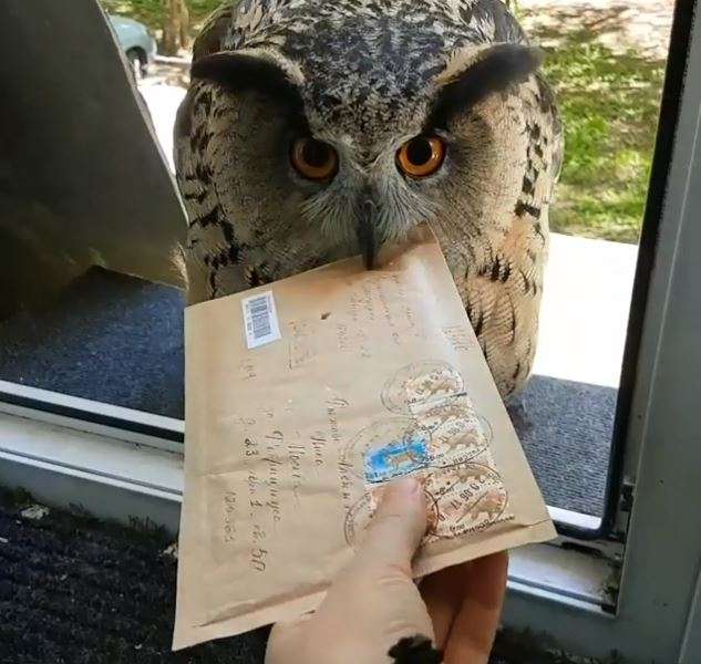 初出店！！フクロウカフェ  がるチャン店