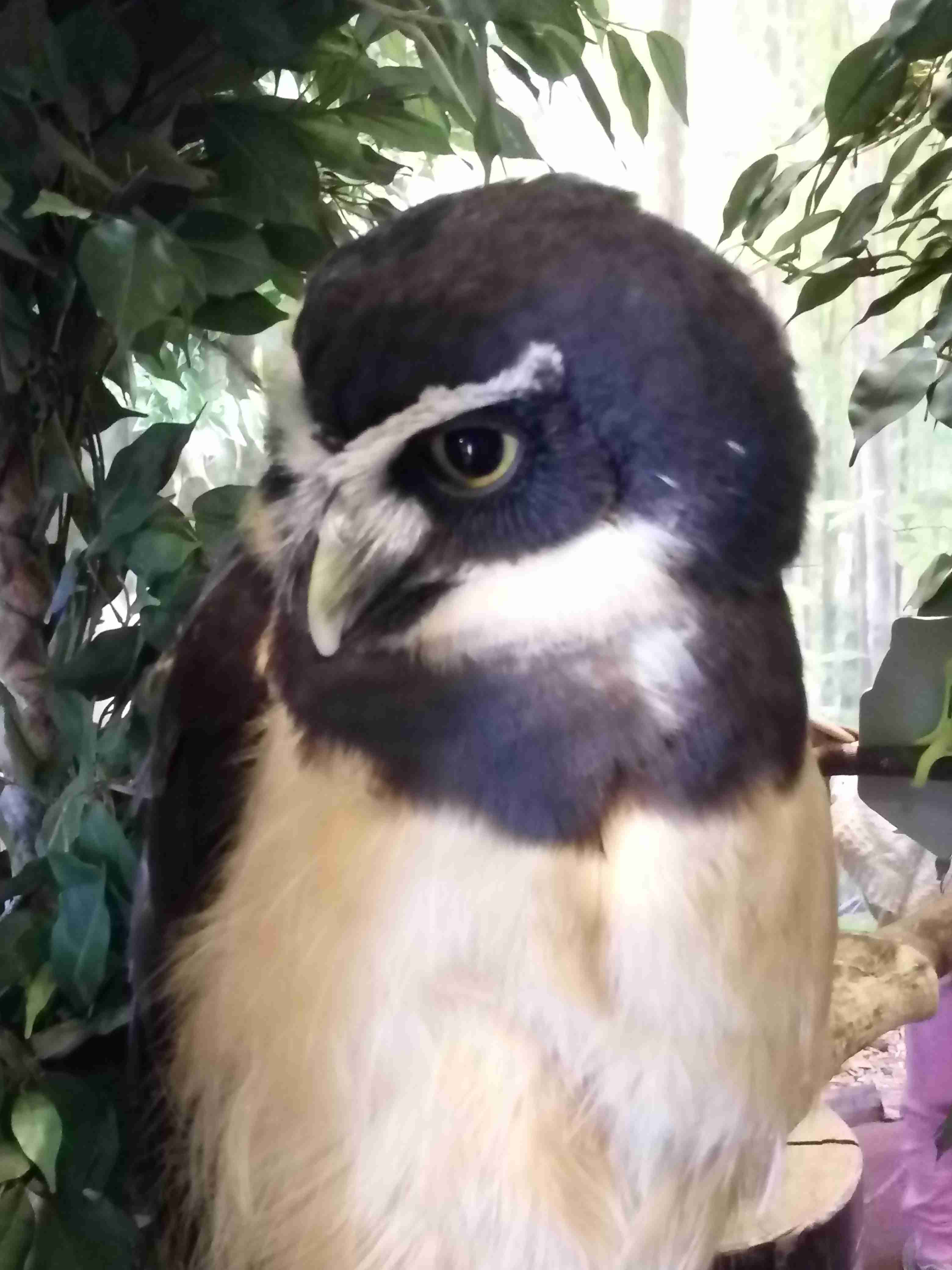 初出店！！フクロウカフェ  がるチャン店