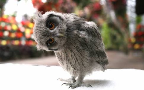 初出店！！フクロウカフェ  がるチャン店