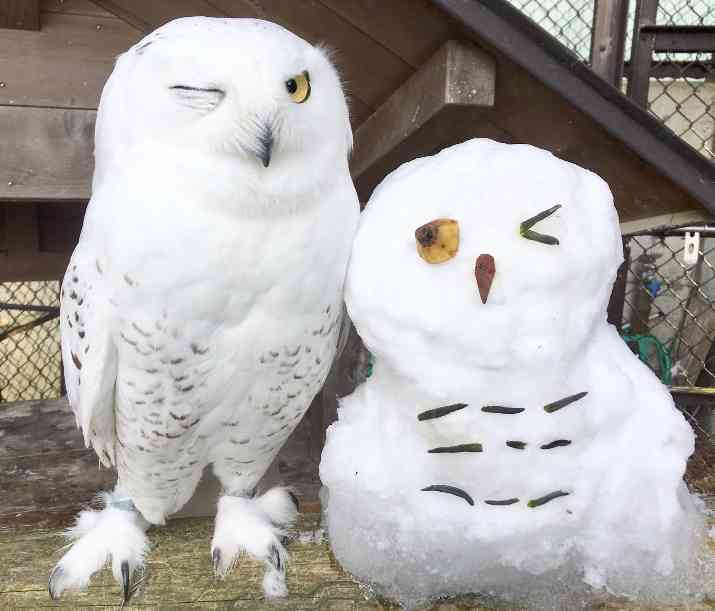 初出店！！フクロウカフェ  がるチャン店