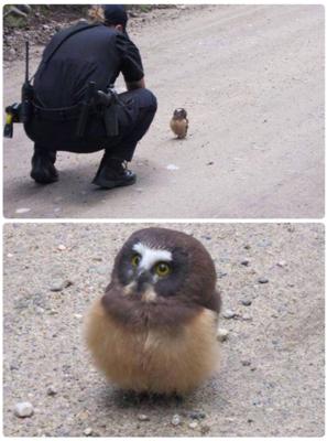 初出店！！フクロウカフェ  がるチャン店