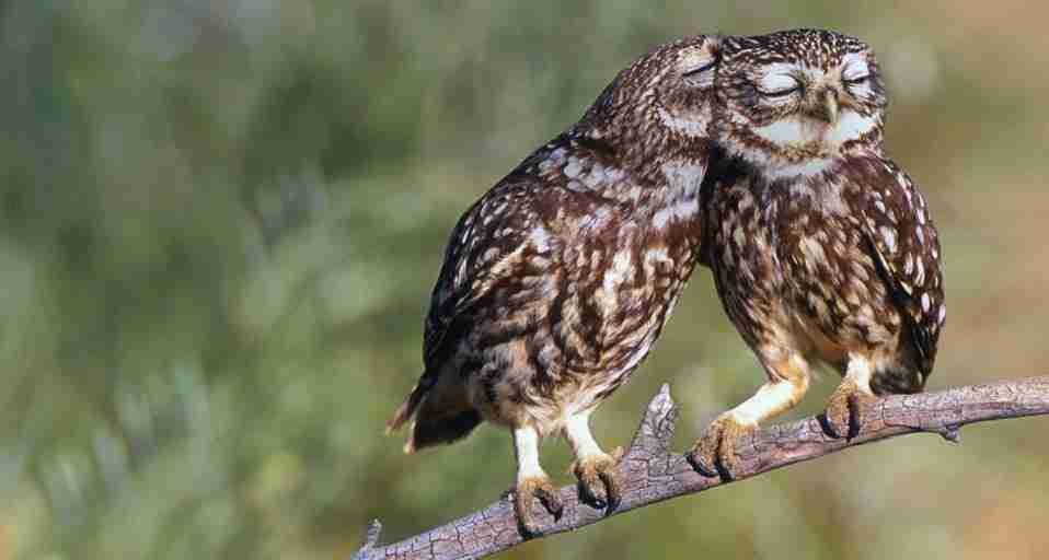 初出店！！フクロウカフェ  がるチャン店