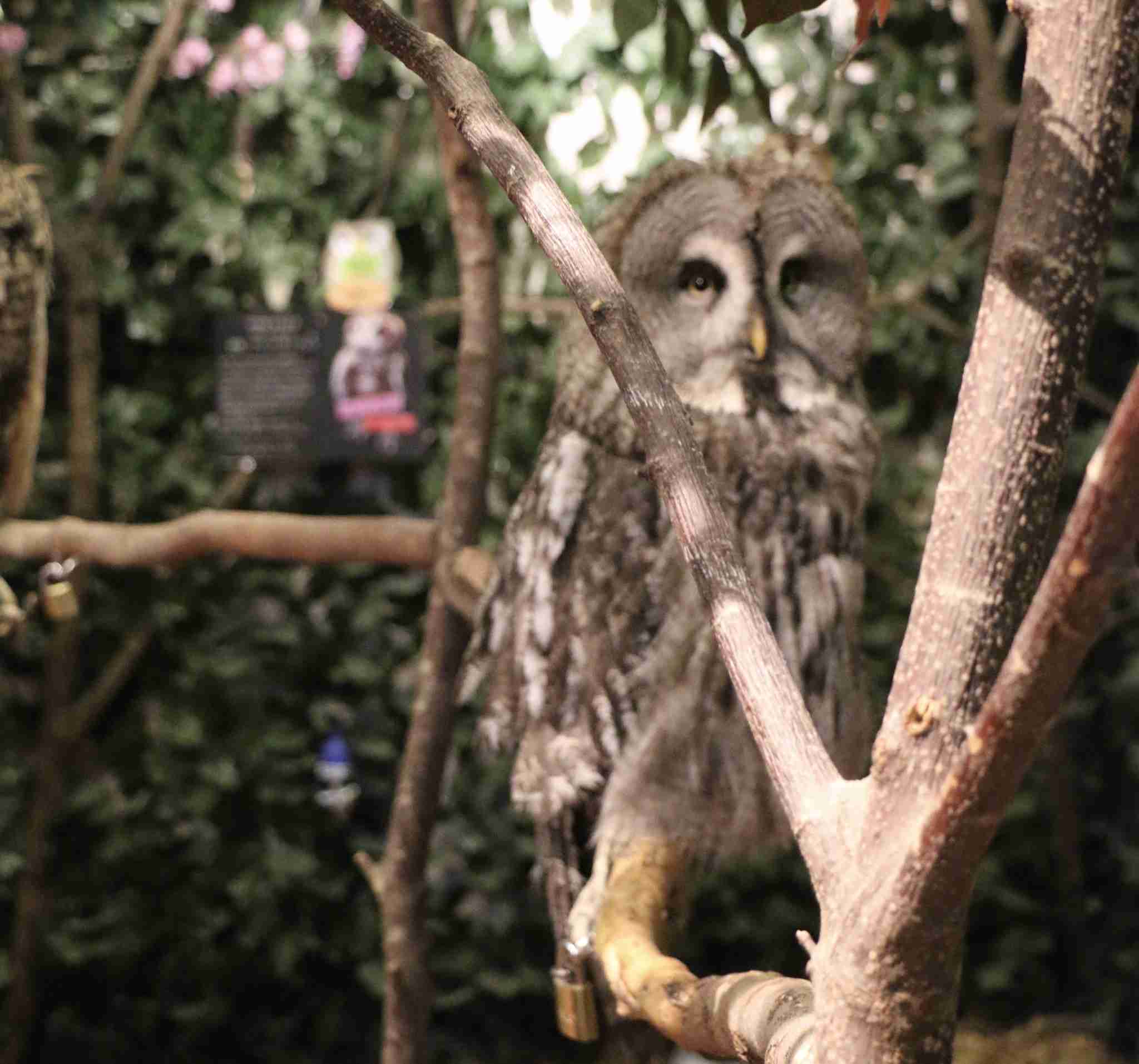 初出店！！フクロウカフェ  がるチャン店