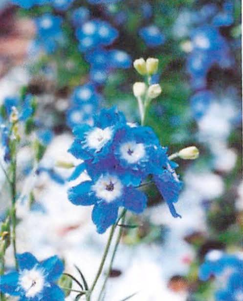 青（水色）が好きな人が集まるトピ☆