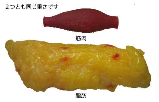 20~30代女性は栄養失調状態…栄養状態は、なんと終戦直後と同じ水準