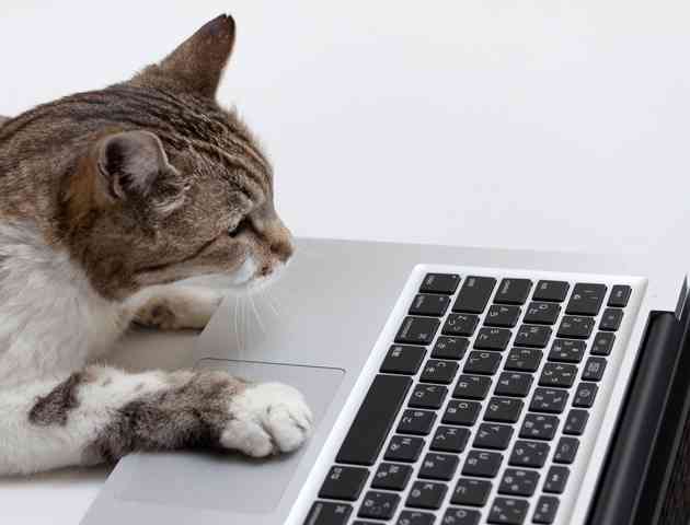 ネットで声を上げることで社会は良くなっていると思いますか?