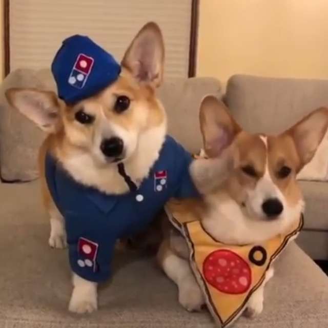 コーギー