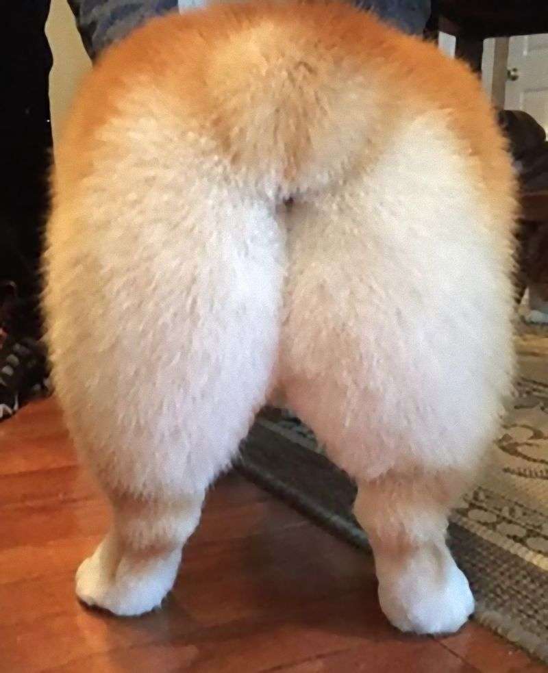 コーギー