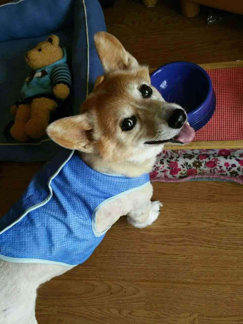 コーギー