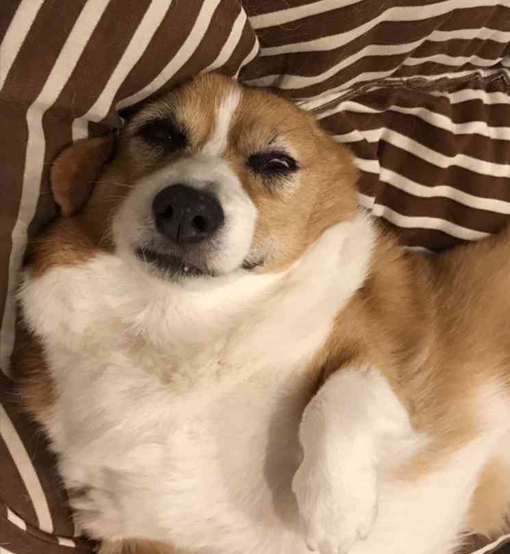 コーギー