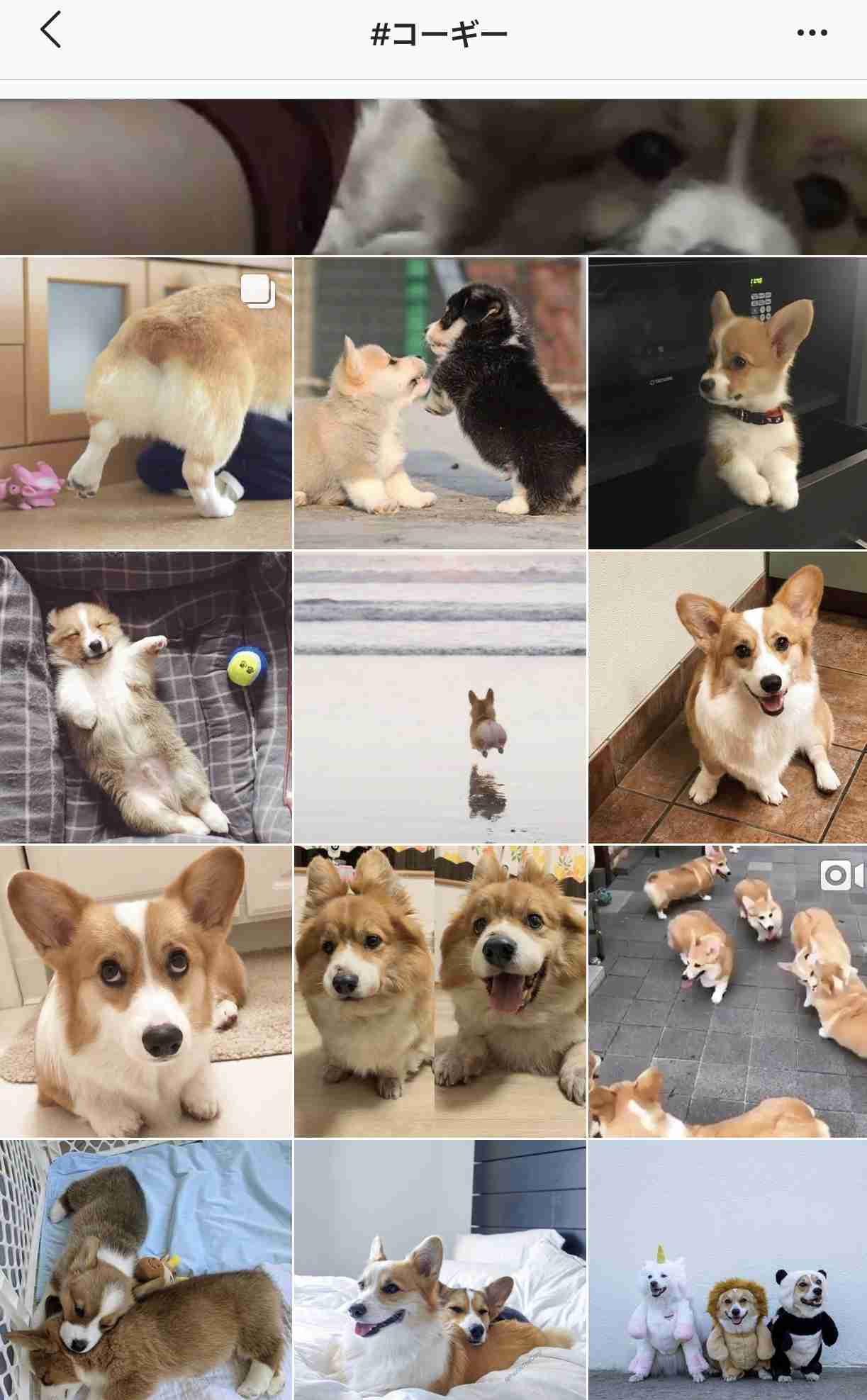 コーギー