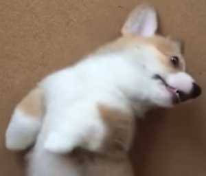 コーギー