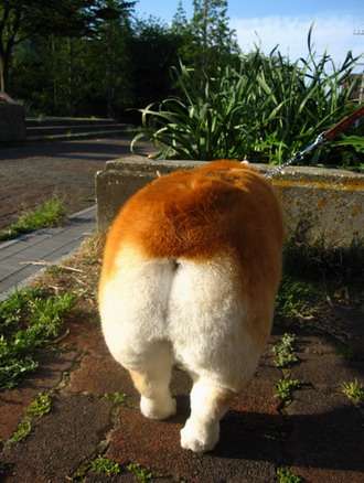 コーギー