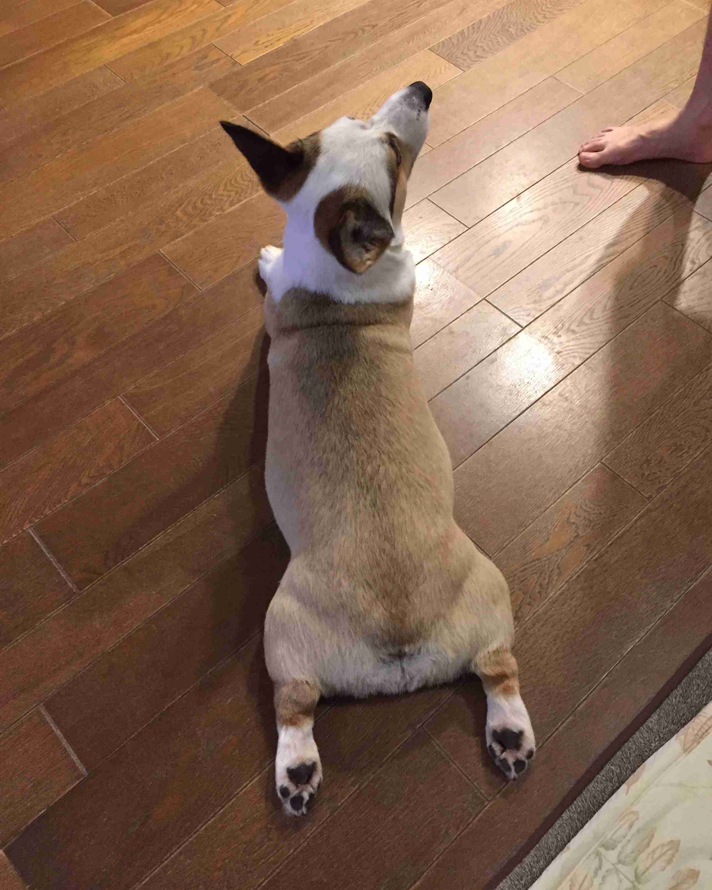 コーギー
