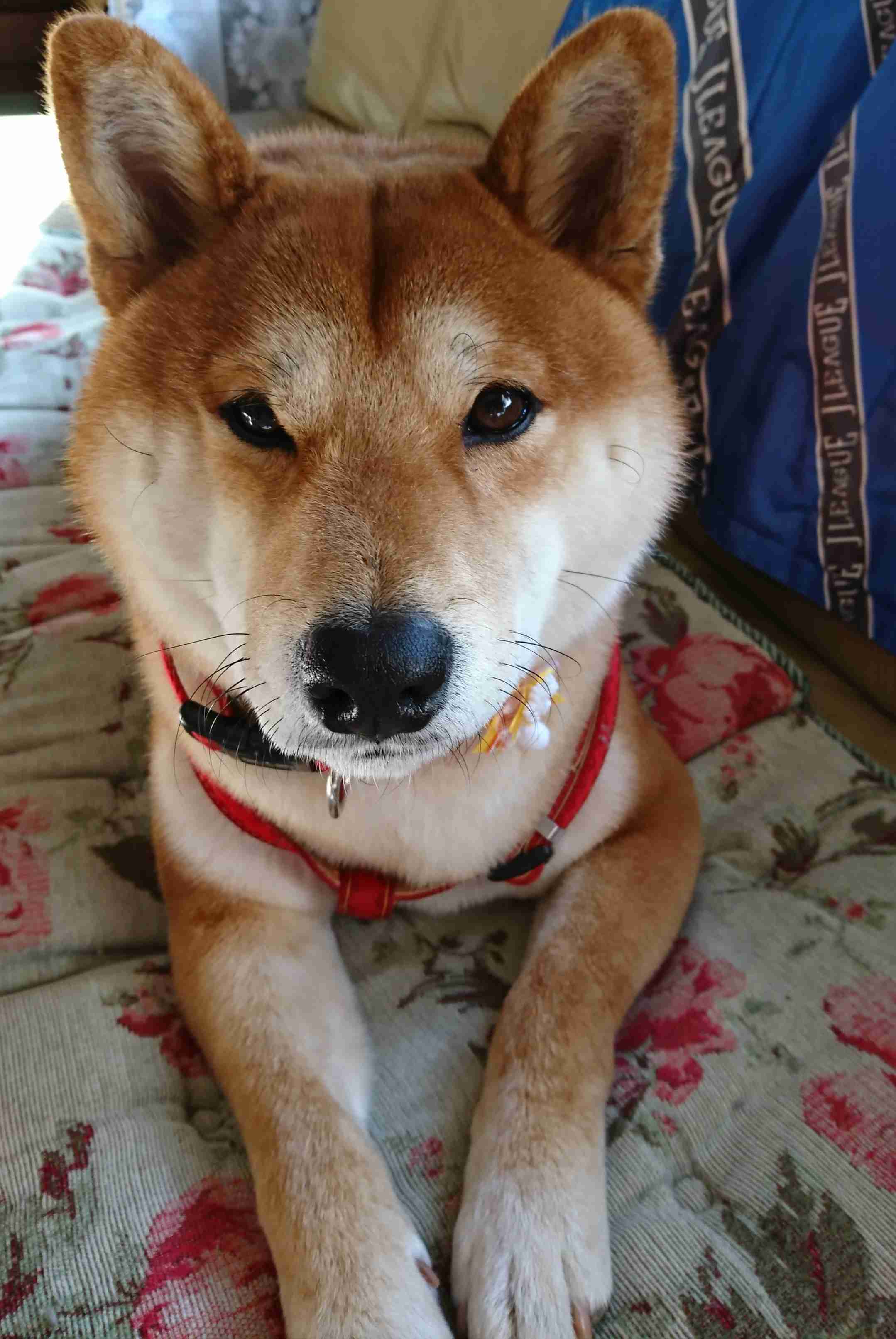 ペットの写真を貼っていくトピ③