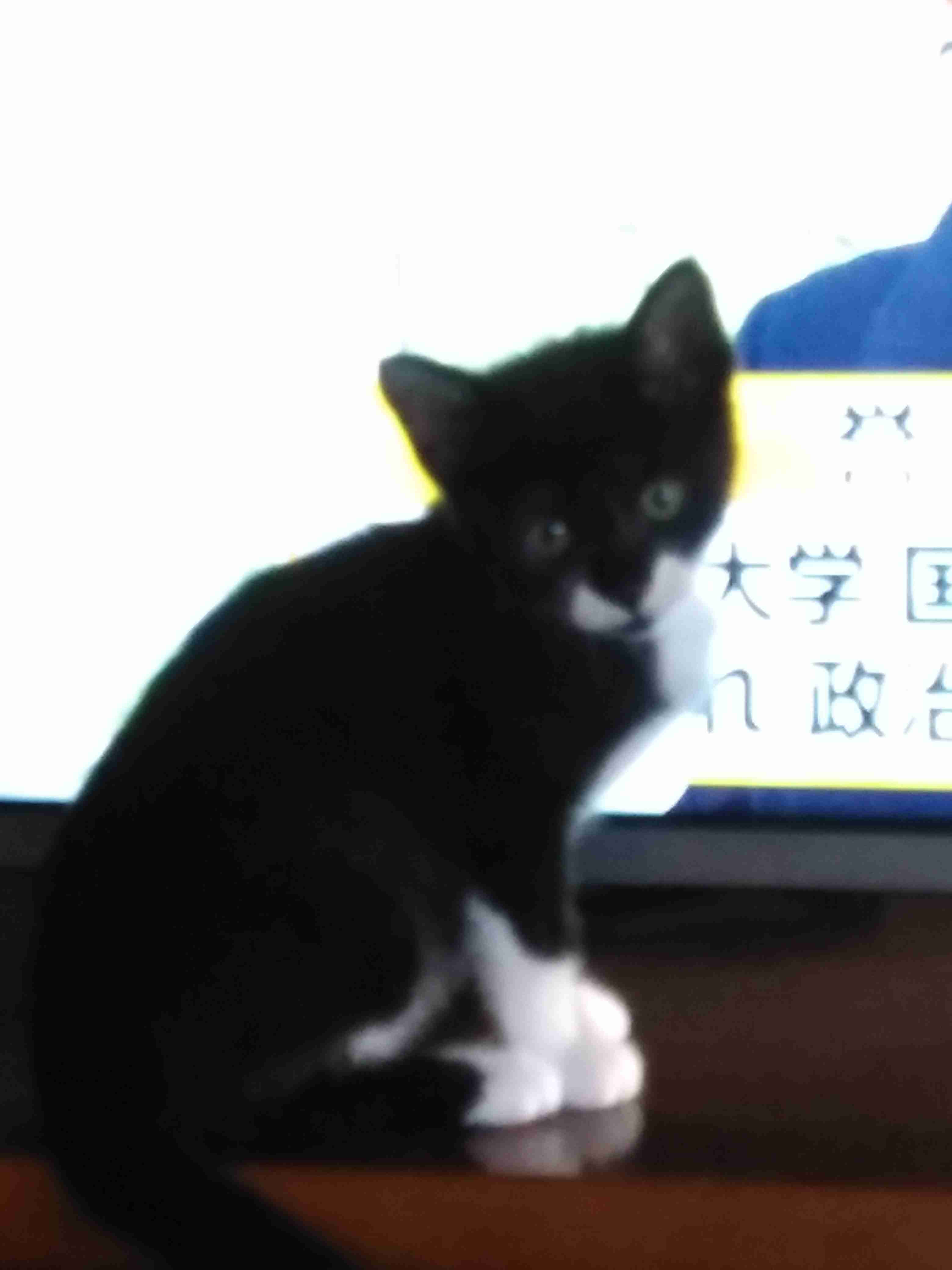 ペットの写真を貼っていくトピ③