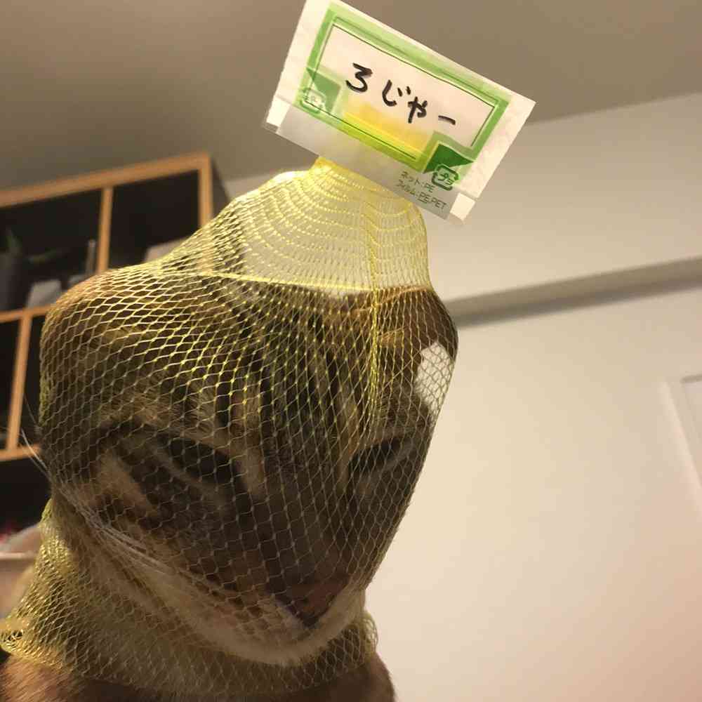 「ごめん笑った」「レスリング選手かと」　猫の後ろ姿に、ツッコミが殺到！