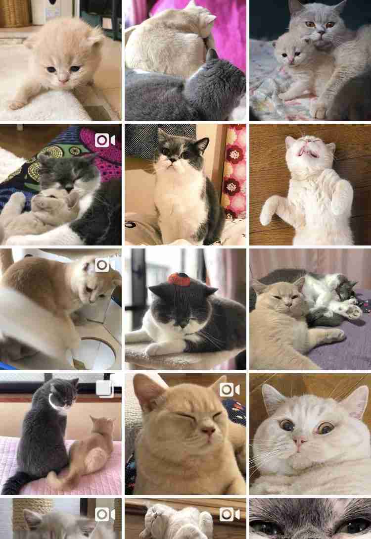 「ごめん笑った」「レスリング選手かと」　猫の後ろ姿に、ツッコミが殺到！