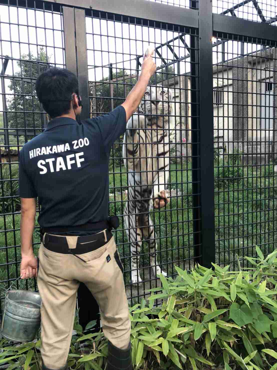 ホワイトタイガーに襲われ職員心肺停止　鹿児島市の動物公園