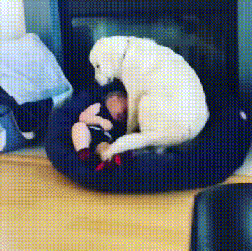 【画像】やさしさで溢れるトピ♪