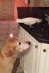 【画像】やさしさで溢れるトピ♪