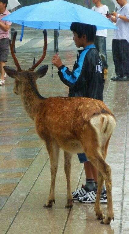 【画像】やさしさで溢れるトピ♪