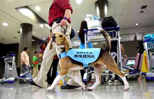 荷物からアフリカ豚コレラ 中国から日本にウイルス持ち込み