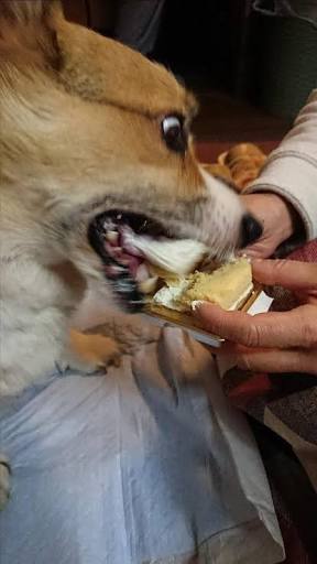 【閲覧は自己責任】不味そうなスイーツが集まるトピ【ハロウィン】