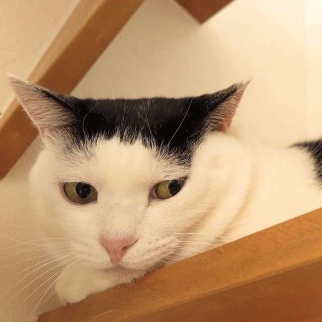可愛い・おしゃれな前髪画像が集まるトピ
