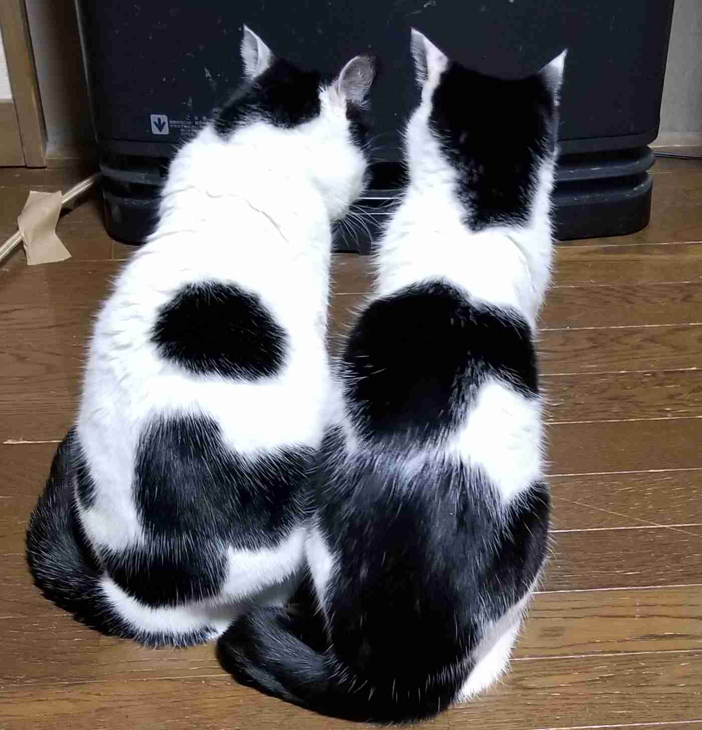 ペットの性格を教えて