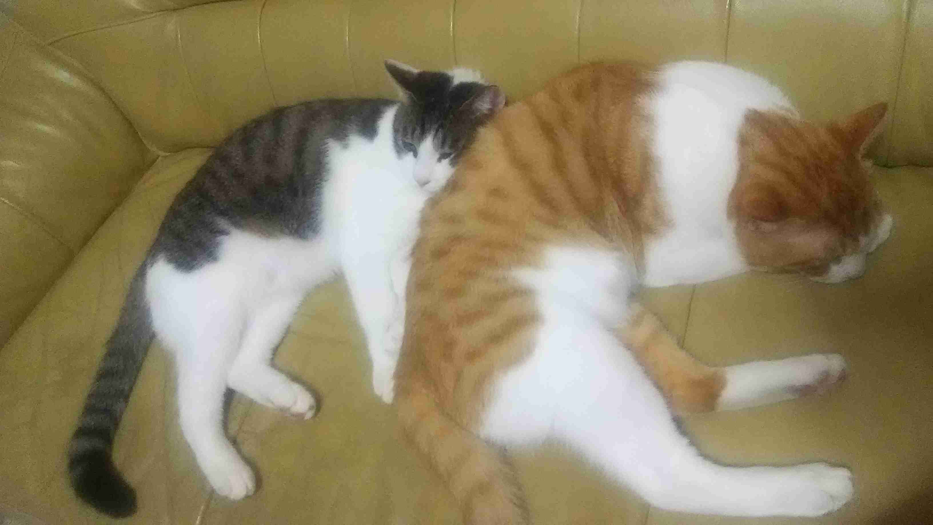 ペットの性格を教えて