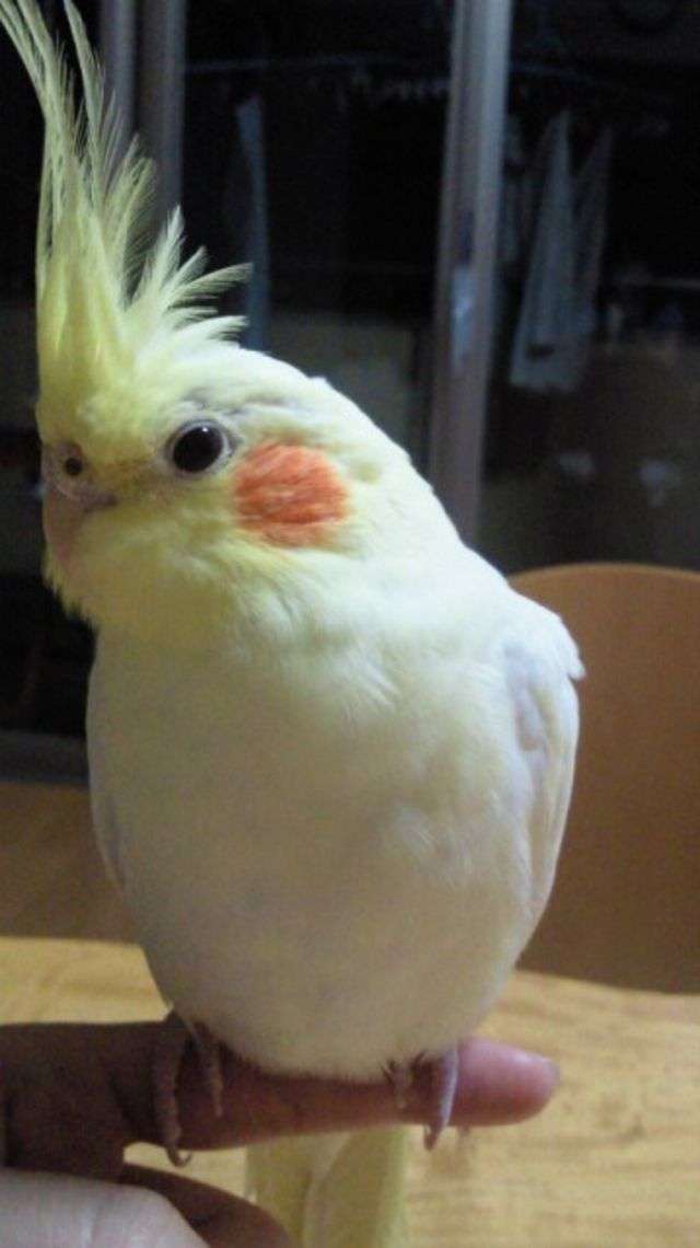 オススメのチーク