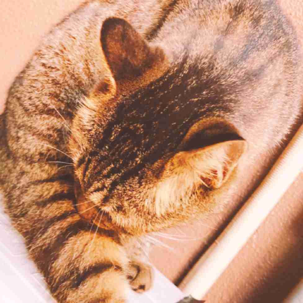 何かを言うと誰かが返事をしてくれるトピ