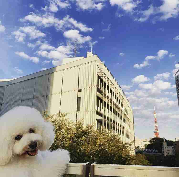 【実況、感想】僕とシッポと神楽坂 ＃01